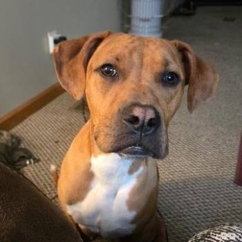 Boxer and Mixed Breed Dogs Available for Adoption - Scooby | PetCurious