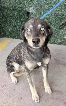 61355069 -  Mixed Breed Dog for Adoption in El Paso, Texas - 61355069 | PetCurious