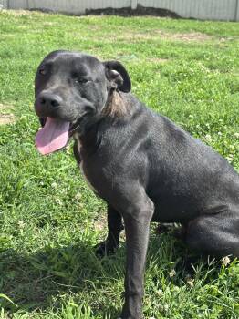Gabba -  Pit Bull Terrier Dog Available for Adoption in Corning, Arkansas - Gabba | PetCurious