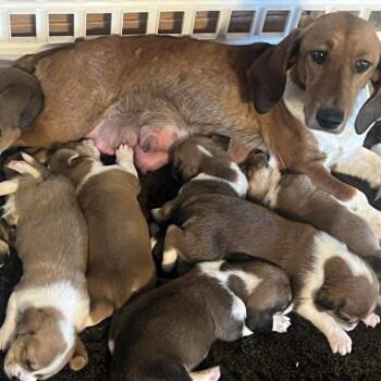 Penne  -*Available 7/11*Chino Hills Location -  Basset Hound and Beagle Dog for Adoption in Chino Hills, California - Penne  -*Available 7/11*Chino Hills Location | PetCurious