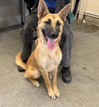 A886984 -  German Shepherd Dog and Belgian Shepherd Malinois Dog for Adoption in Camarillo, California - A886984 | PetCurious