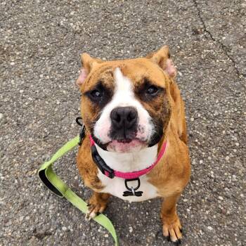 Rescue Pit Bull Terrier Dogs for Adoption in Austintown, Ohio - Morticia | PetCurious