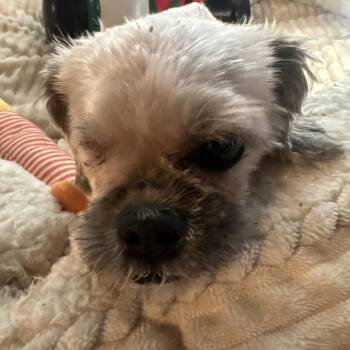 Terrier and Mixed Breed Dogs Available for Adoption in Las Vegas, Nevada - Luci | PetCurious