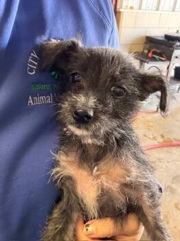 Miniature Schnauzer and Terrier Dogs Available for Adoption - Flora | PetCurious