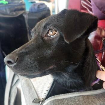 Talia -  Mixed Breed Dog for Adoption in Wheeling, Illinois - Talia | PetCurious