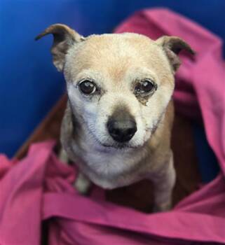 Mixed Breed Dogs Available for Adoption - LIMONCELLO | PetCurious