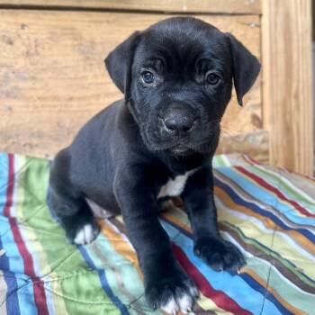 Sally Ride -  Labrador Retriever Dog for Adoption in Columbia, South Carolina - Sally Ride | PetCurious