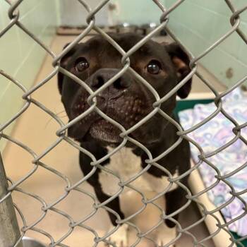 S64112 -  Mixed Breed Dog for Adoption in Newark, New Jersey - S64112 | PetCurious