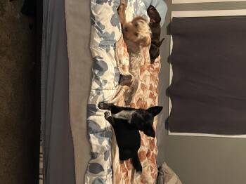 Rescue Chiweenie Dogs for Adoption in Big Rock, Tennessee - Mandy | PetCurious