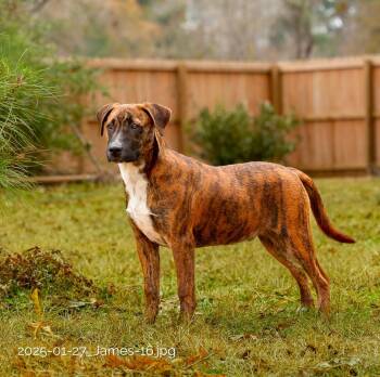 Hound Dogs Available for Adoption - King James | PetCurious