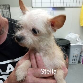 Terrier Dogs Available for Adoption in Maynardville, Tennessee - Stella | PetCurious