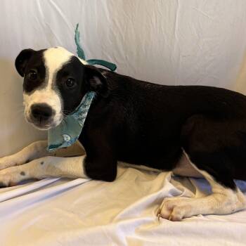 George -  Mixed Breed Dog for Adoption in Canal Winchester, Ohio - George | PetCurious