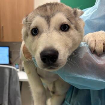 Ross -  Husky and Mixed Breed Dog for Adoption in Reno, Nevada - Ross | PetCurious