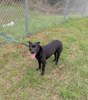 Feist Dogs Available for Adoption - Siah | PetCurious