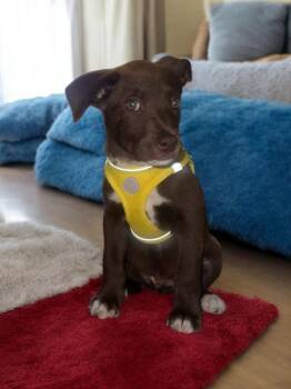 Rowdy Lee -  Chihuahua and Miniature Pinscher Dog for Adoption in Waunakee, Wisconsin - Rowdy Lee | PetCurious