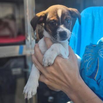 Webkinz -  Brussels Griffon and Jack Russell Terrier Dog for Adoption in Wahiawa, Hawaii - Webkinz | PetCurious
