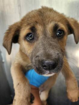 American Staffordshire Terrier Dogs Available for Adoption - CONO | PetCurious