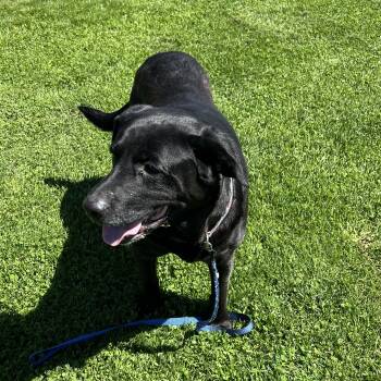 Blaze -  Black Labrador Retriever Dog Available for Adoption in Elkton, Michigan - Blaze | PetCurious