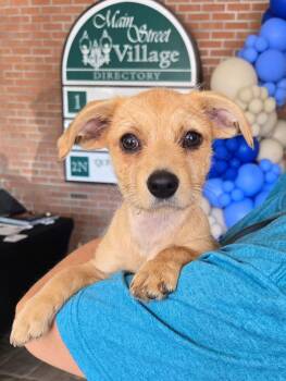 Rose -  Terrier Dog for Adoption - Rose | PetCurious