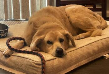 Rescue Golden Retriever Dogs for Adoption in Manassas, Virginia - Colby (CP) | PetCurious