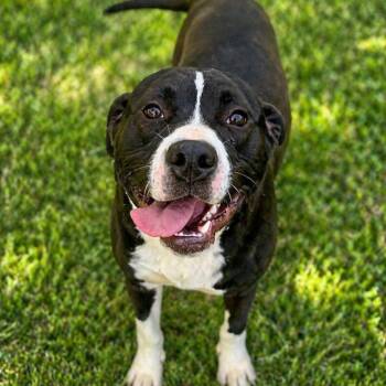 Mixed Breed Dogs Available for Adoption in Cranston, Rhode Island - STEEN | PetCurious