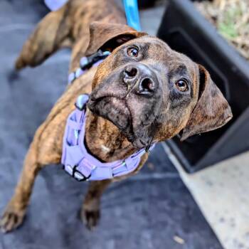 Pooh Bear -  Mixed Breed Dog for Adoption in Savannah, Georgia - Pooh Bear | PetCurious