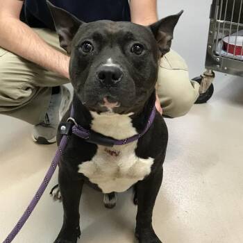 Domino -  Pit Bull Terrier and Mixed Breed Dog for Adoption in Newark, New Jersey - Domino | PetCurious
