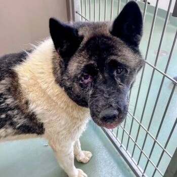 Princess Aiko -  Akita Dog for Adoption in Lyndhurst, Virginia - Princess Aiko | PetCurious