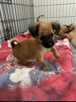 Harry -  Chihuahua Dog for Adoption in La Palma, California - Harry | PetCurious