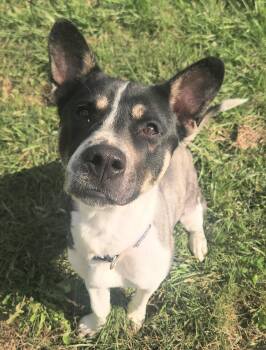 Rescue Husky Dogs for Adoption in Berea, Kentucky - Velma | PetCurious