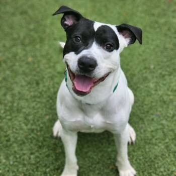 Rascal -  Mixed Breed Dog for Adoption in Greensboro, North Carolina - Rascal | PetCurious