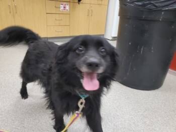 Rescue Mixed Breed Dogs for Adoption in Maumee, Ohio - Eagan | PetCurious