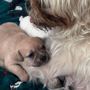 Shih Tzu Dogs Available for Adoption - Valentina | PetCurious