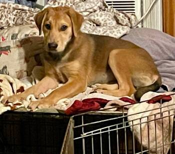 Blair -  Labrador Retriever Dog Available for Adoption in Carmel Hamlet, New York - Blair | PetCurious
