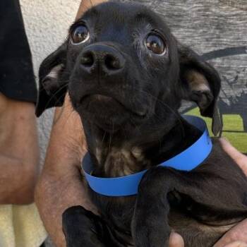 Junior Uno -  Chihuahua Dog for Adoption in San Gabriel, California - Junior Uno | PetCurious
