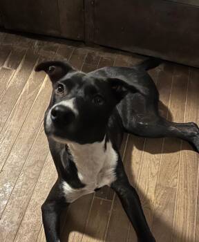 Rescue Australian Kelpie Dogs for Adoption in Spring, Texas - Wags | PetCurious