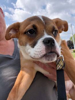Clyde -  Pit Bull Terrier and Boxer Dog for Adoption in St. Clair Shores, Michigan - Clyde | PetCurious
