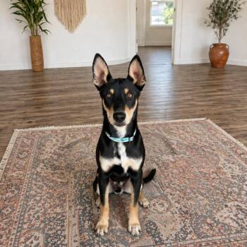 Shepherd and Mixed Breed Dogs Available for Adoption in Phoenix, Arizona - Prism | PetCurious