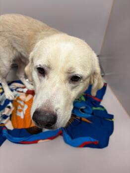 Sparks -  Labrador Retriever Dog for Adoption in Sherwood, Arkansas - Sparks | PetCurious