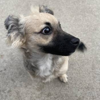 Maisie -  Mixed Breed Dog for Adoption in Kokomo, Indiana - Maisie | PetCurious