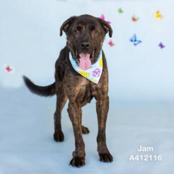 Rescue German Shepherd Dog and Mixed Breed Dogs for Adoption in Conroe, Texas - JAM | PetCurious