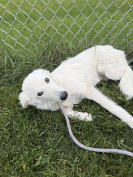 Elsa -  Great Pyrenees Dog for Adoption in Mineral Point, Wisconsin - Elsa | PetCurious