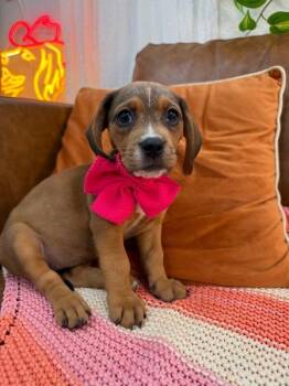 Squirt Pound Puppy -  Basset Hound Dog for Adoption in Friendswood, Texas - Squirt Pound Puppy | PetCurious