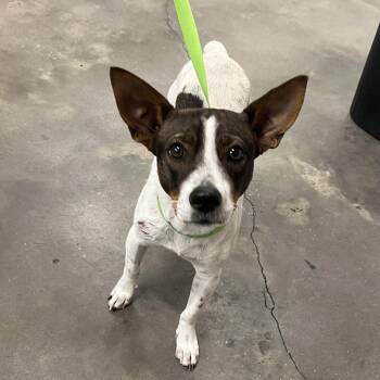 Roscoe -  Jack Russell Terrier and Mixed Breed Dog for Adoption in Tampa, Florida - Roscoe | PetCurious