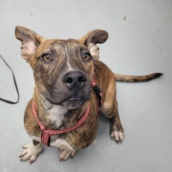 Rescue Mixed Breed Dogs for Adoption in Duncan, Oklahoma - Buddy | PetCurious