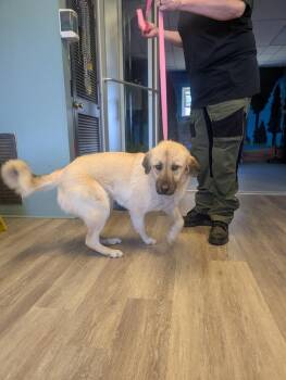 Mixed Breed Dogs Available for Adoption - Azalea | PetCurious