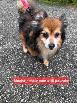Mocha -  Chihuahua Dog for Adoption in Aurora, Indiana - Mocha | PetCurious