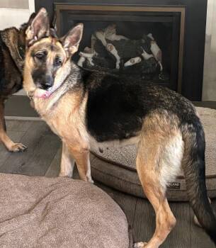 German Shepherd Dog Dogs Available for Adoption - Cami | PetCurious