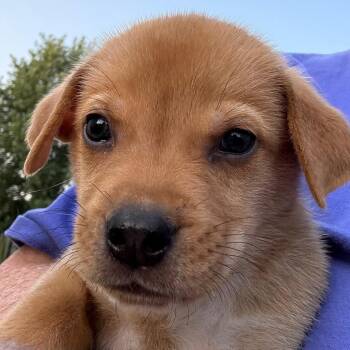 Briggs -  Mixed Breed Dog for Adoption in Lenexa, Kansas - Briggs | PetCurious