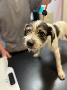 Oscar -  Terrier and Wirehaired Terrier Dog for Adoption in New Braunfels, Texas - Oscar | PetCurious